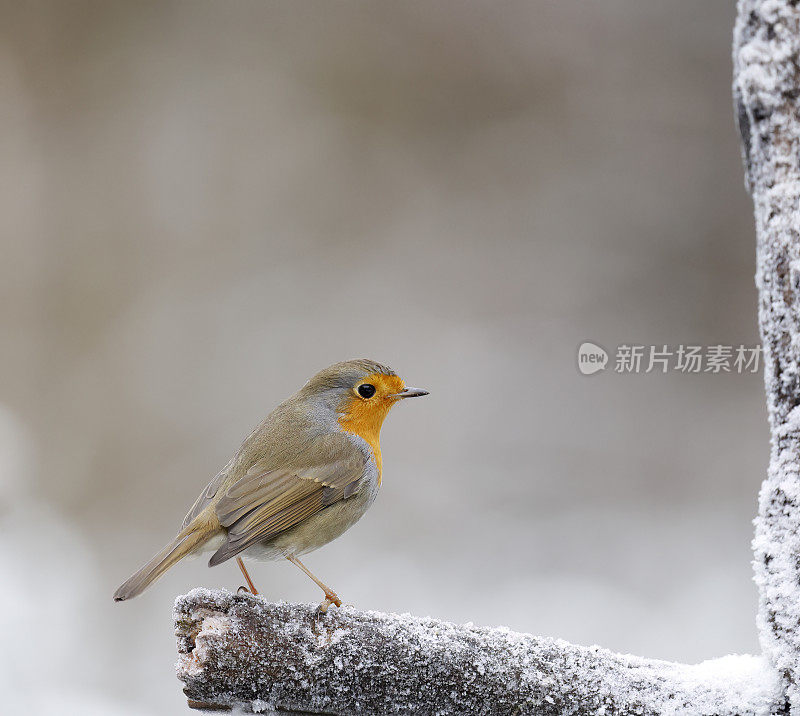 知更鸟(Erithacus rubecula)在冬天